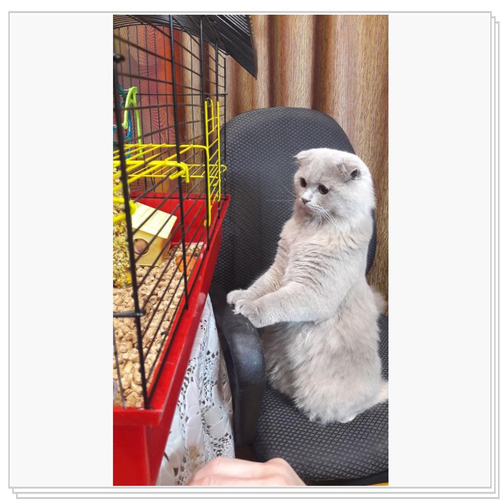 Знакомство с хомячком