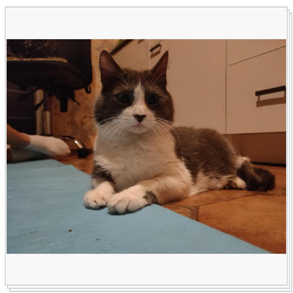 Кот из том и джери