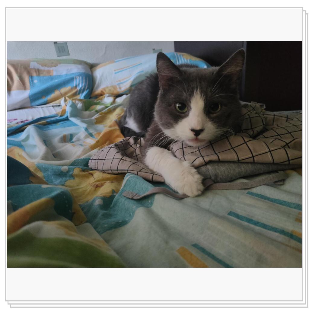 Кот из том и джери