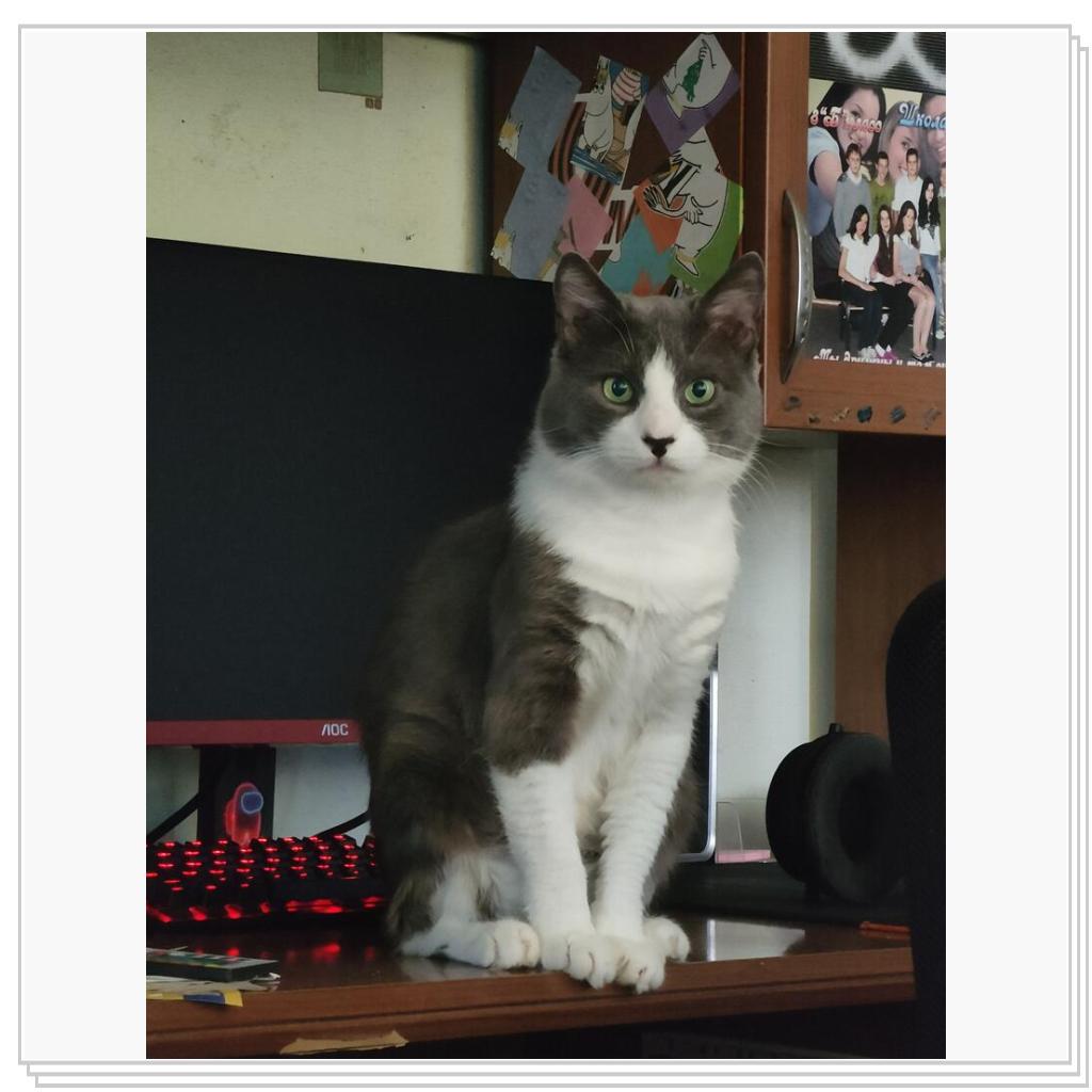 Кот из том и джери