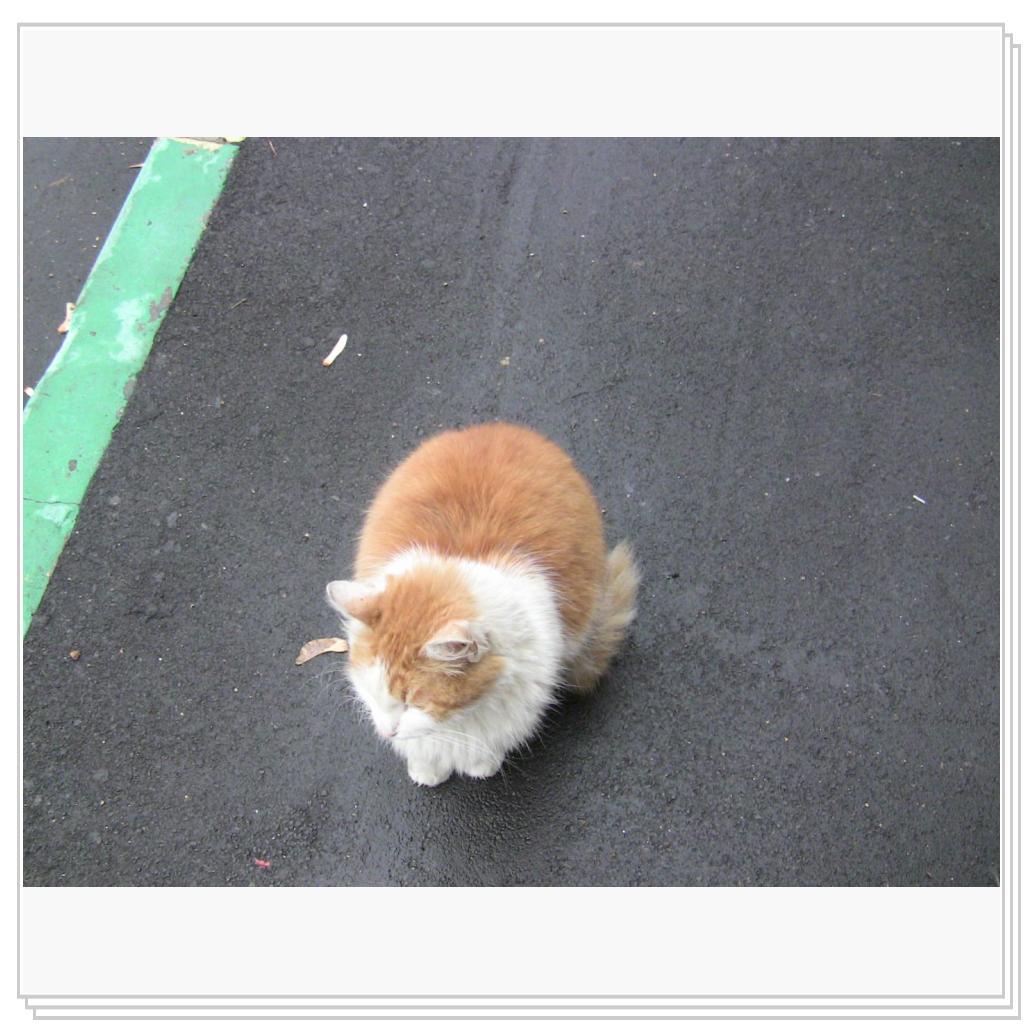 Рыжий кот, выброшен на улицу