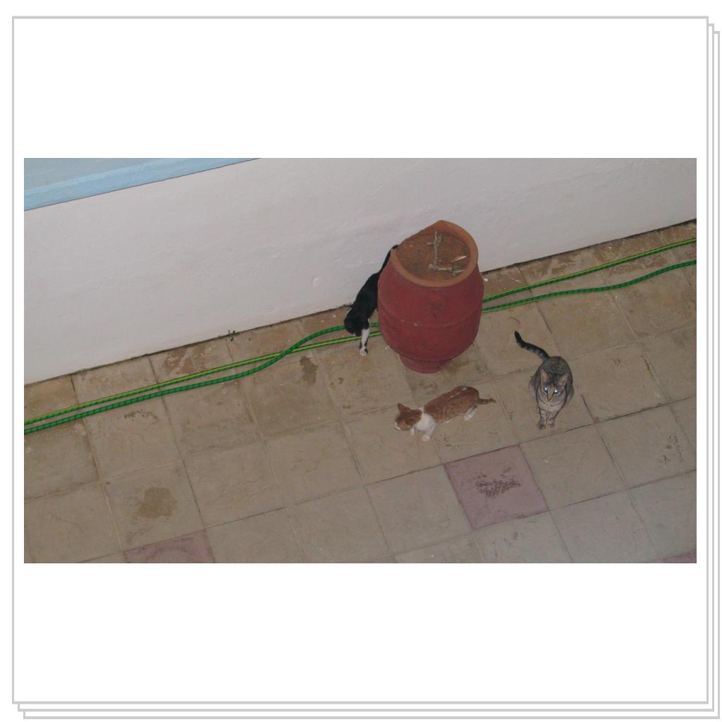 Кошки Греции