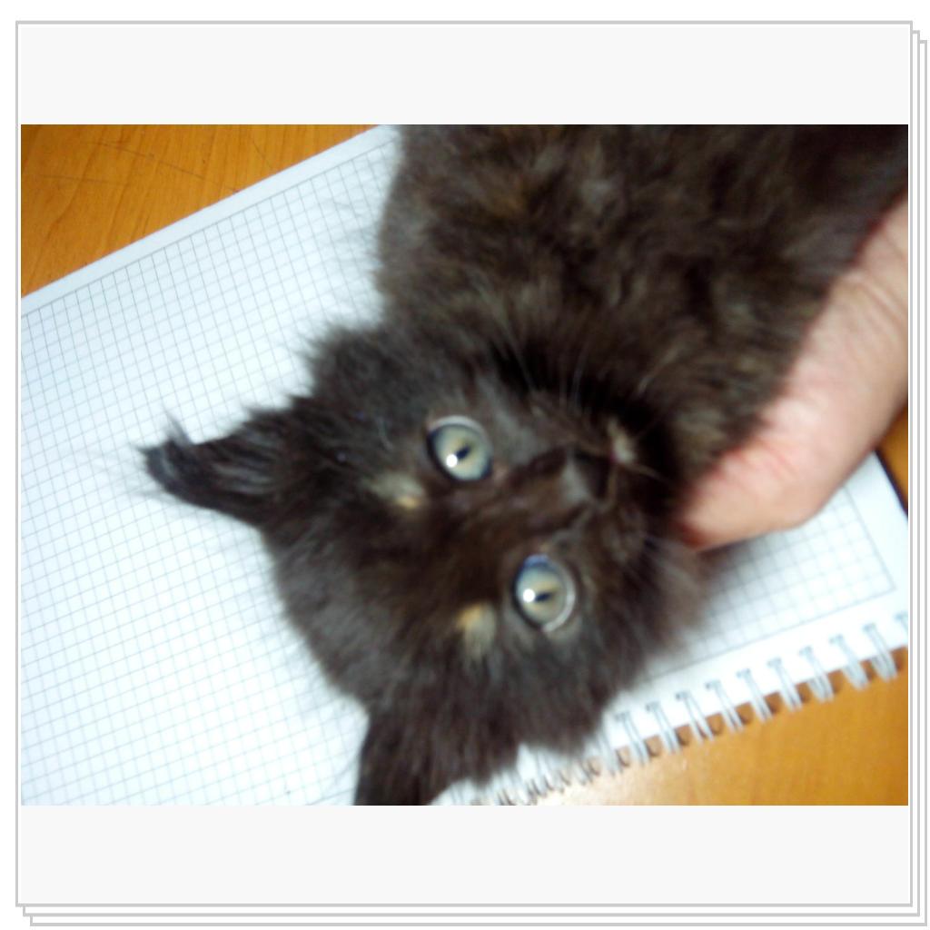 У кошечки Лори появились котятки