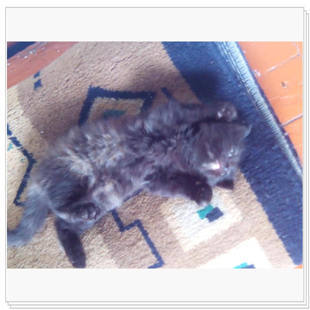 кошечка Лори