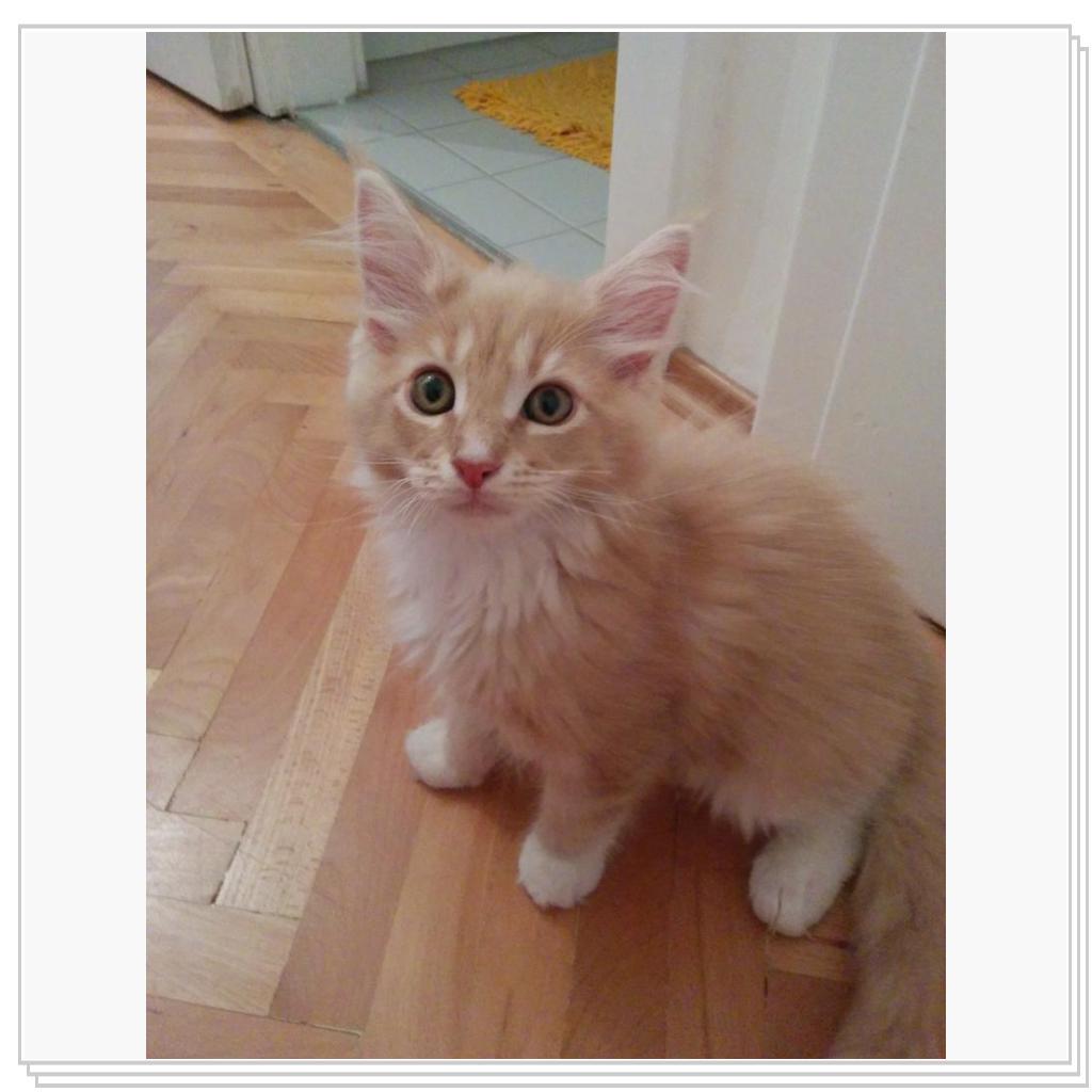 Бастик (Себастиян) 4 месяца