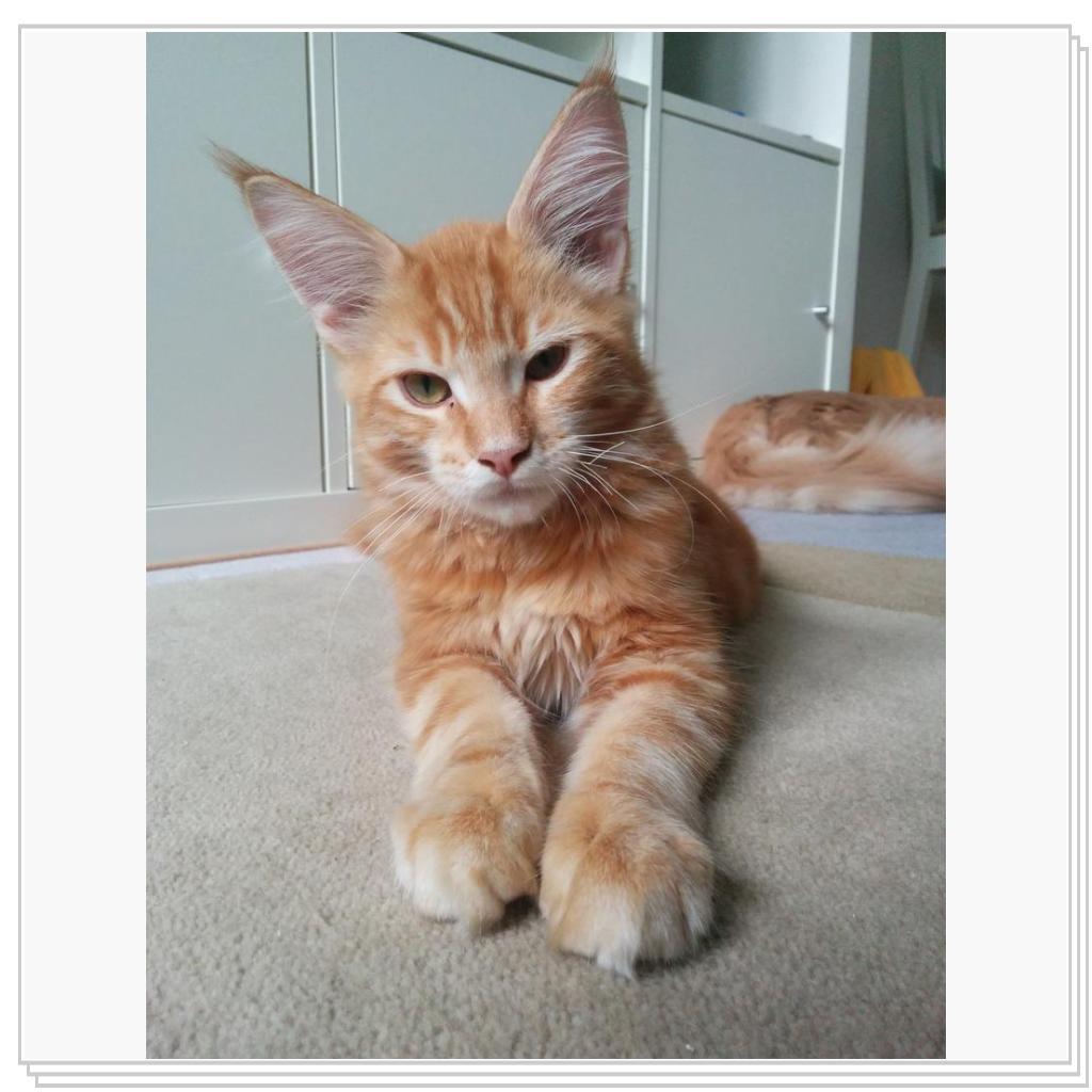 Луи(с) 4 месяца