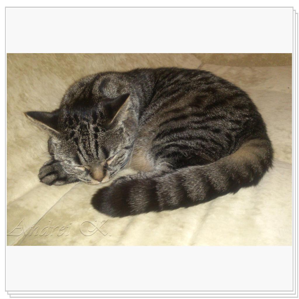 Шотландская кошка. Мила