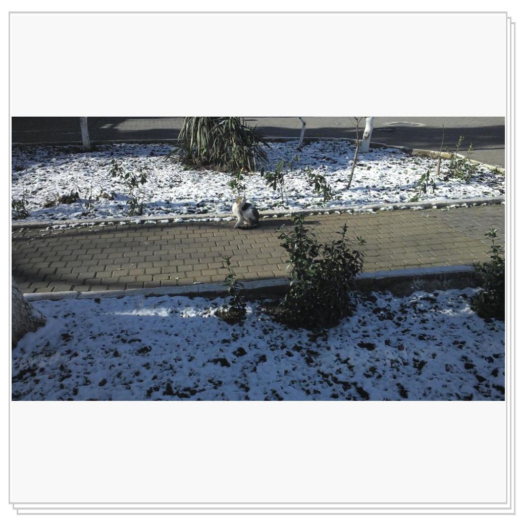 Кошки Севастополя