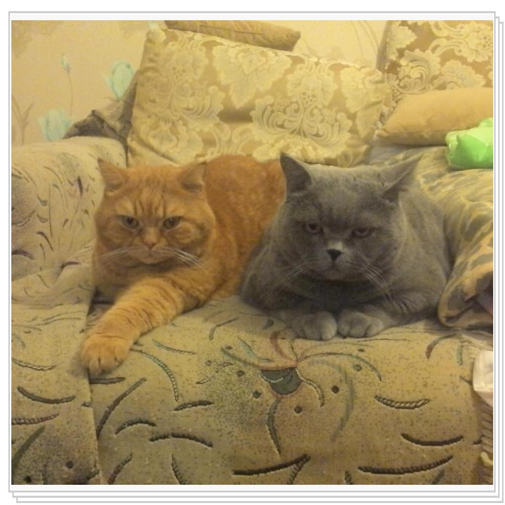 мои лапочки