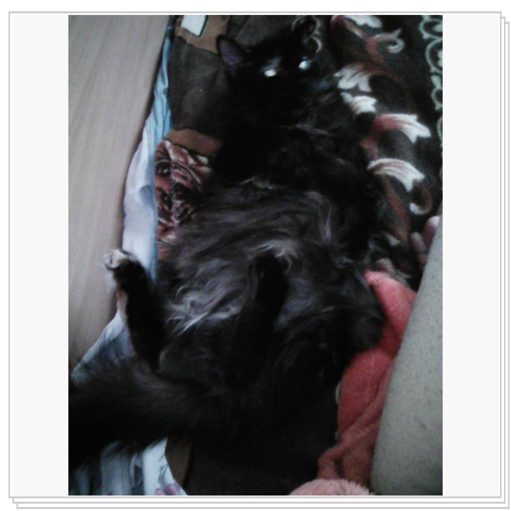 Любимицы Жуля и Муся))