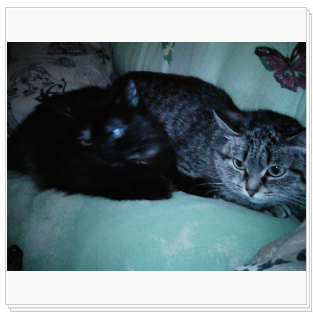 Любимицы Жуля и Муся))