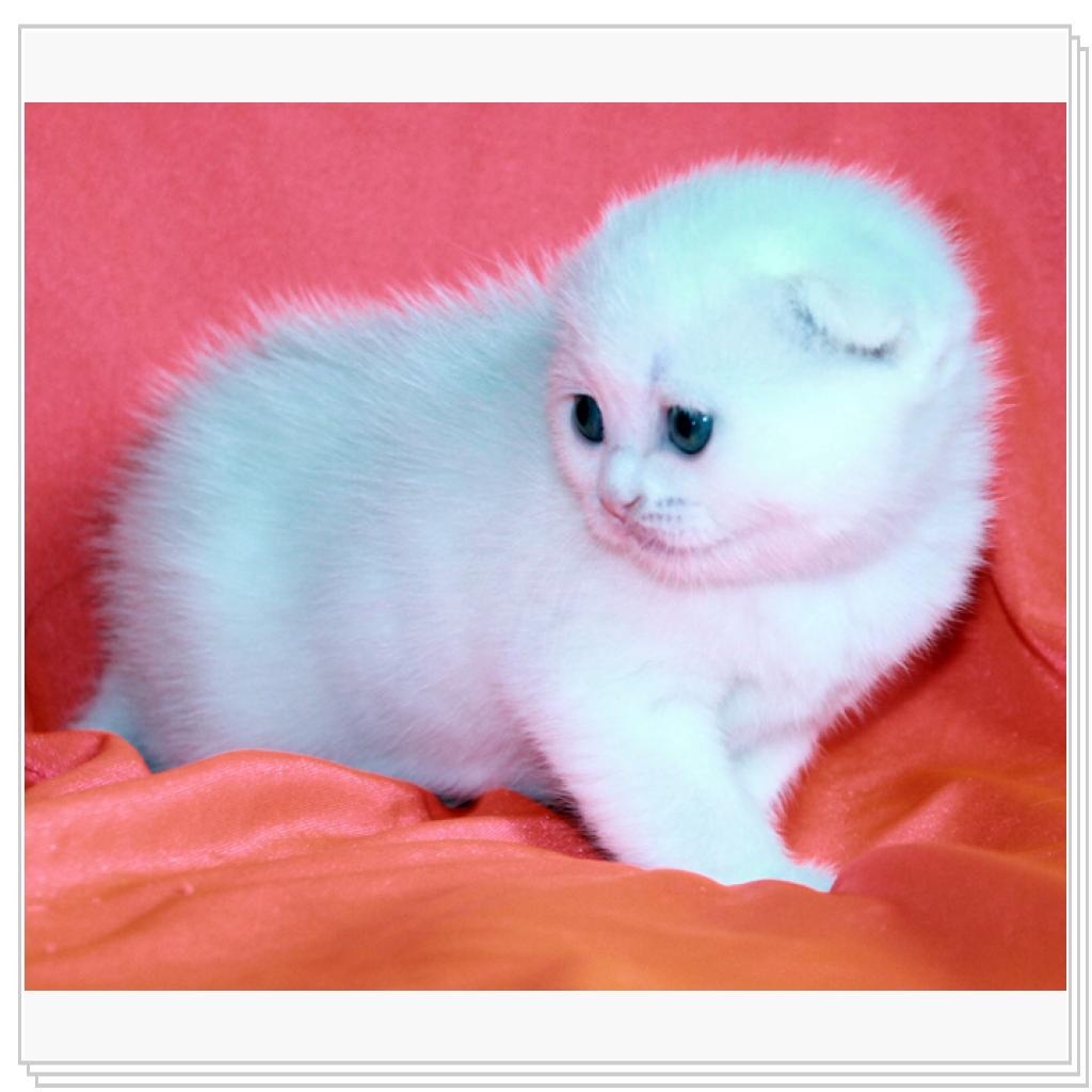 Вислоухие дочи!