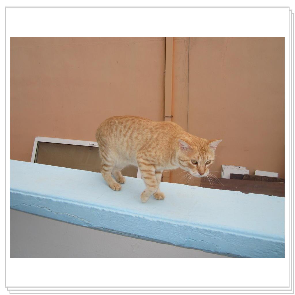 Кошки Греции