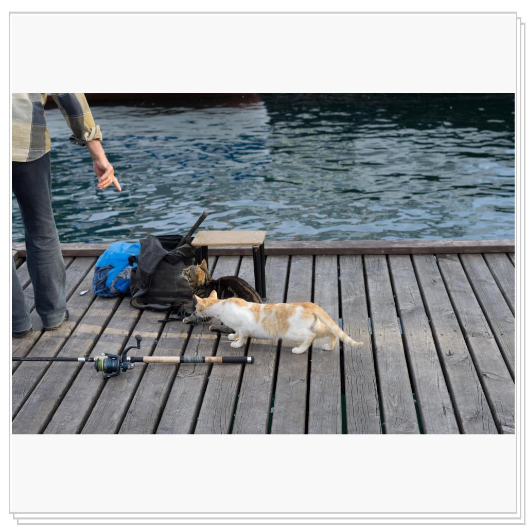 Кошки на рыбалке