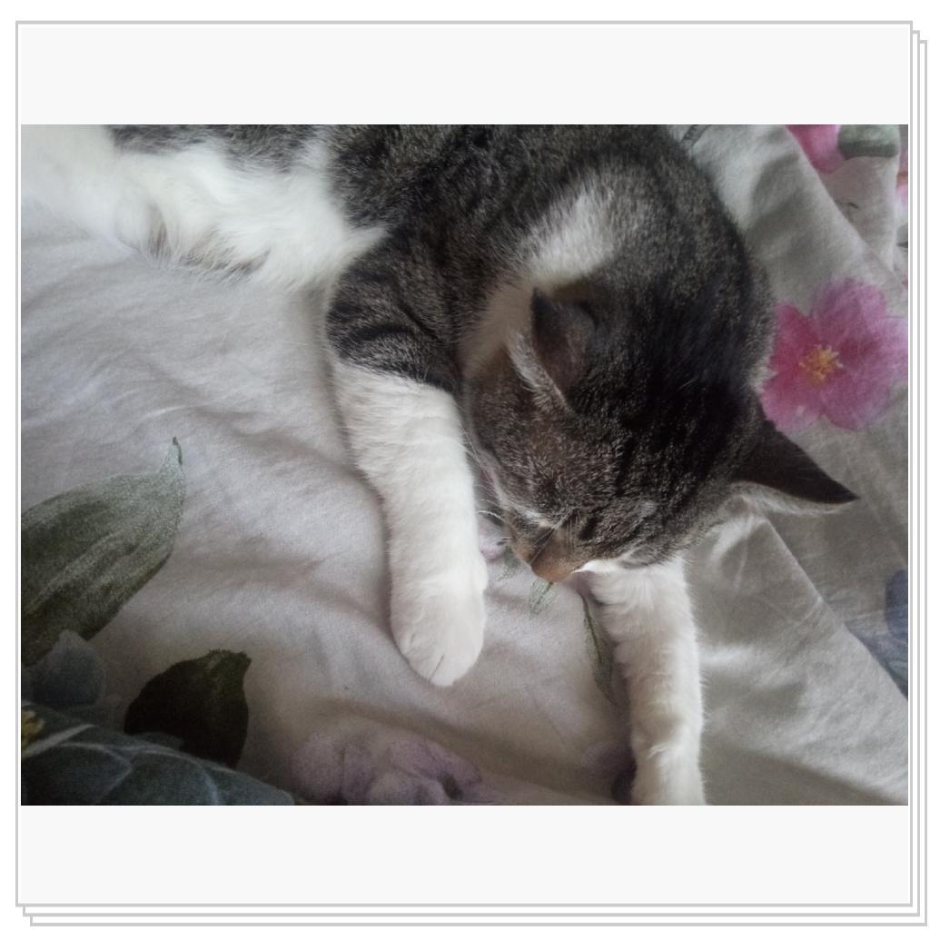 Тихон и Барсик