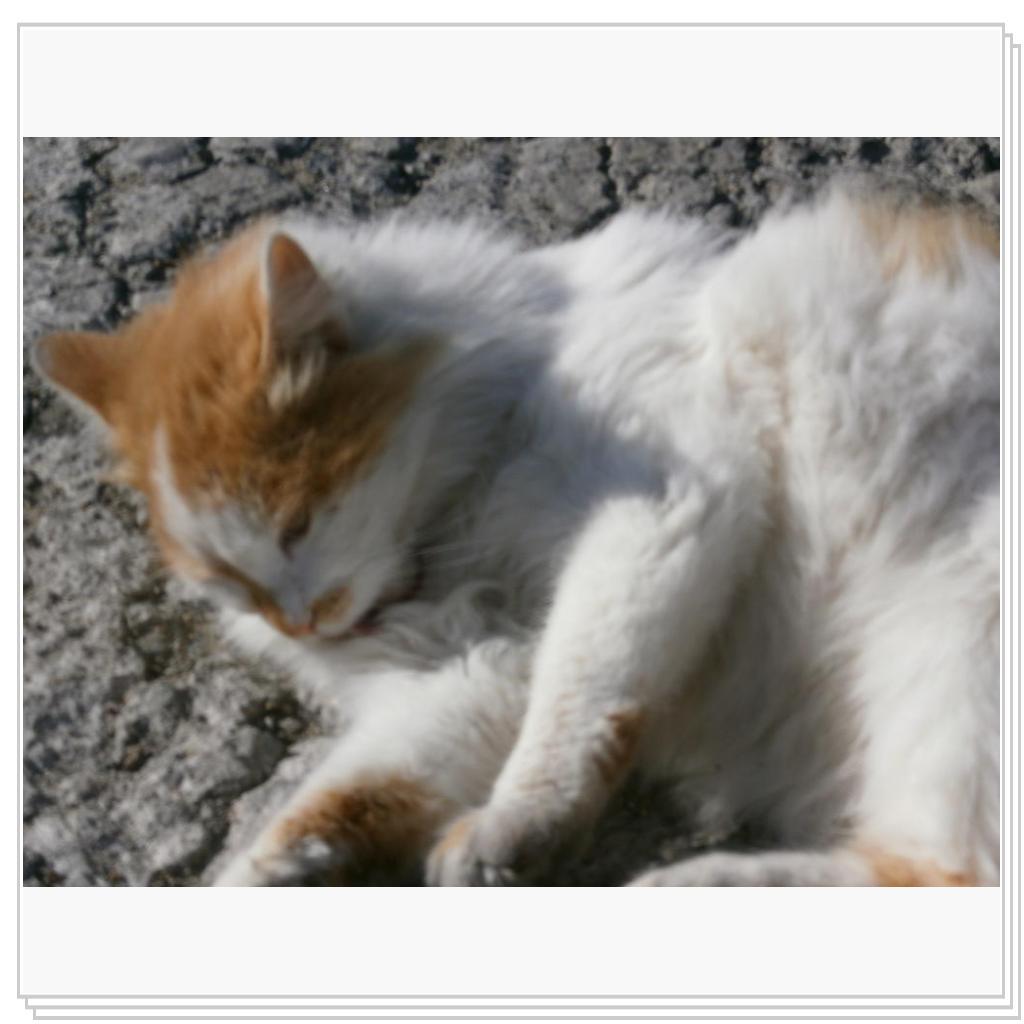 Кошки Запорожя