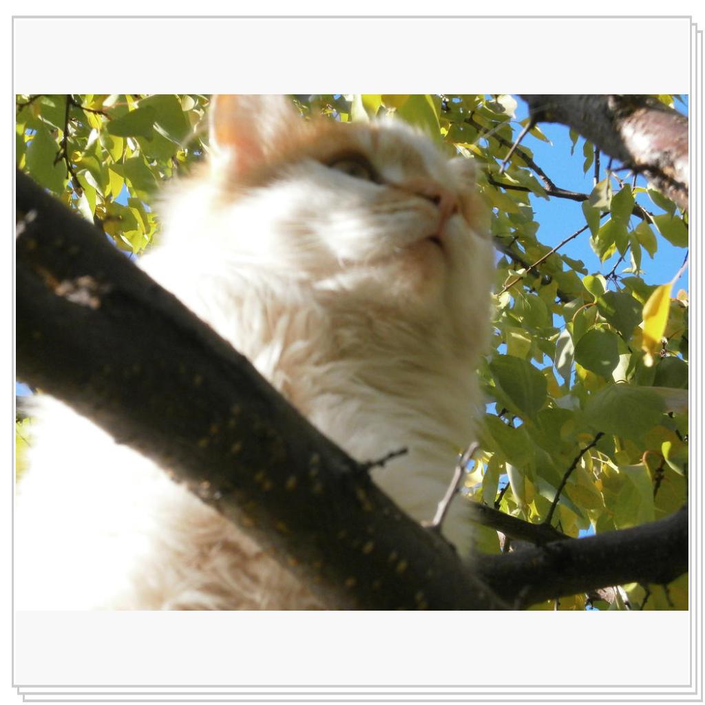 Кошки Запорожя