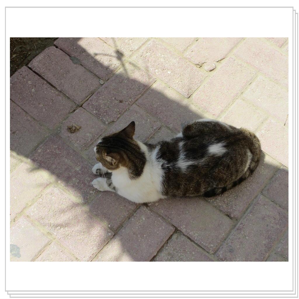 Кошки Мальты