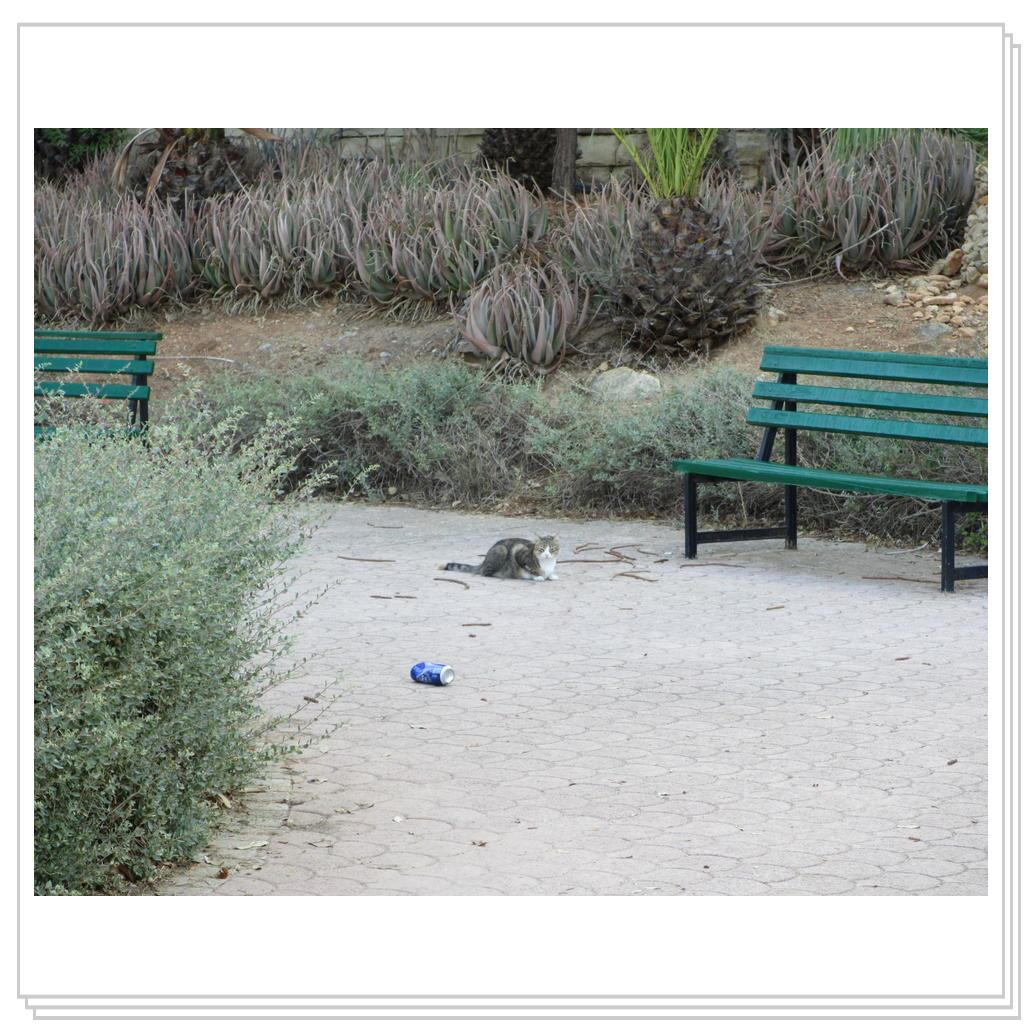 Кошки Мальты