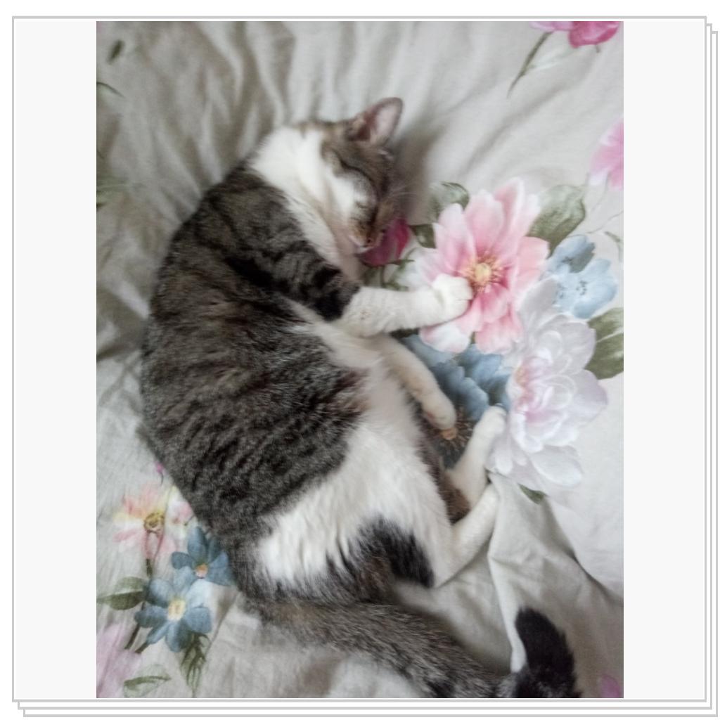 Тихон и Барсик