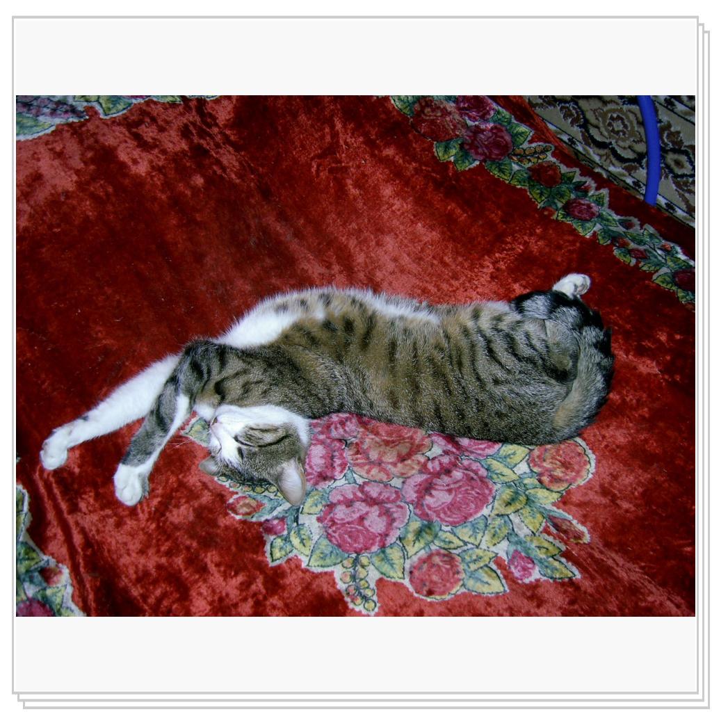 Мои питомцы