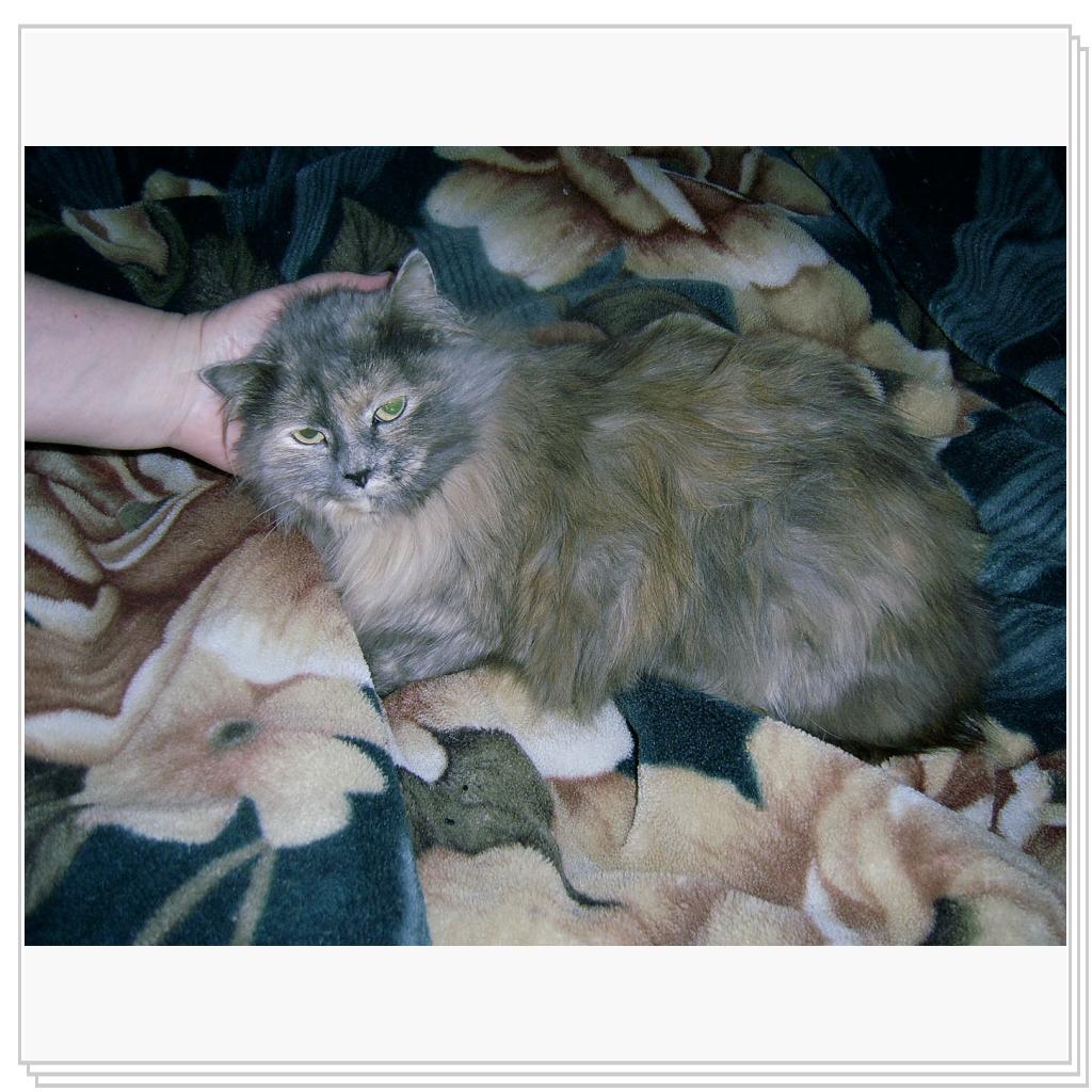 Мои питомцы