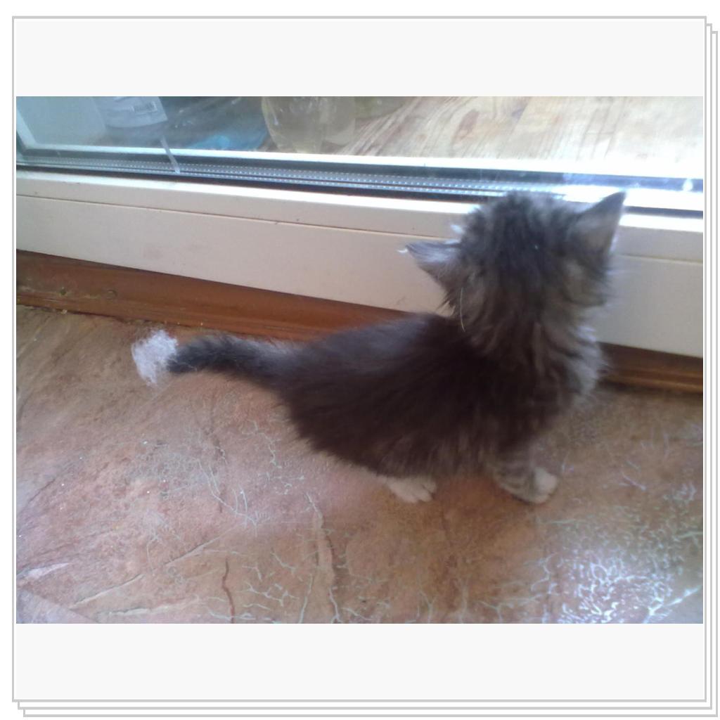 Дашенька чудо котёнок