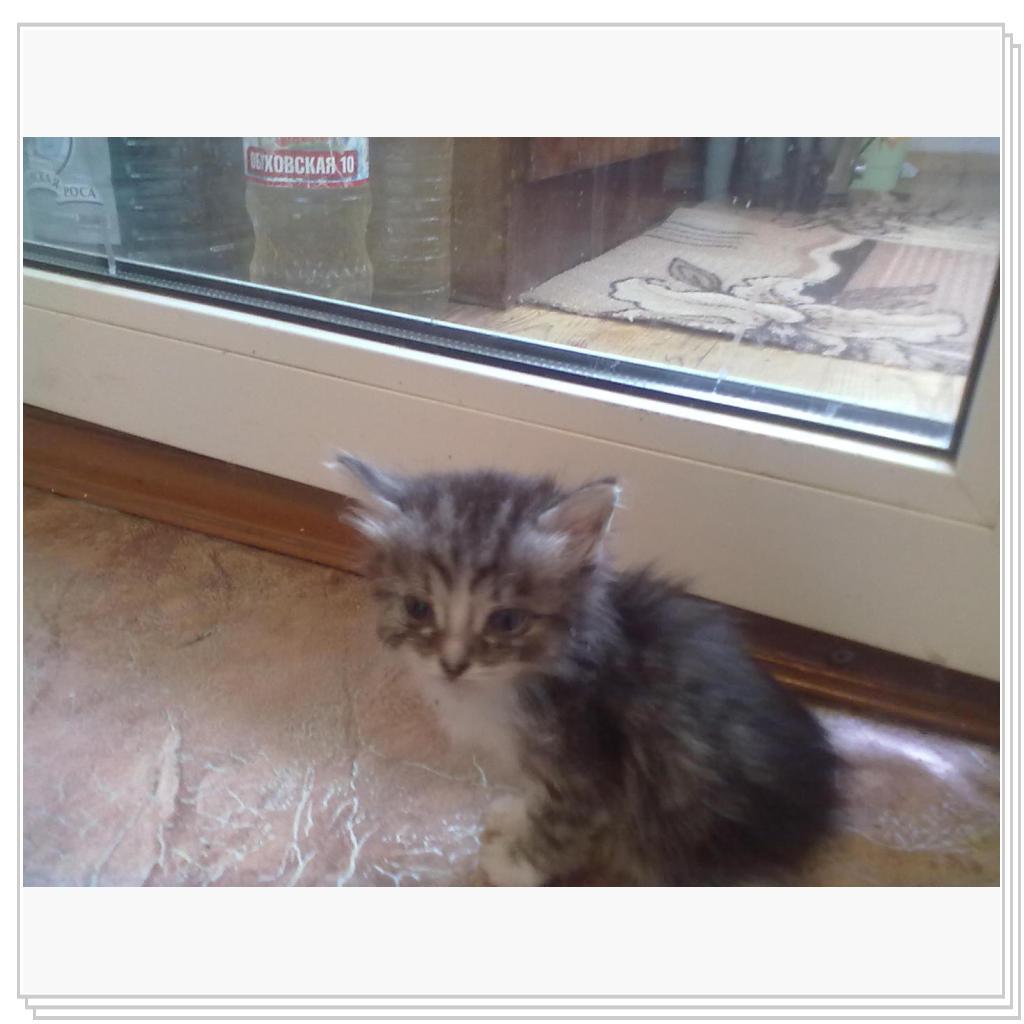 Дашенька чудо котёнок