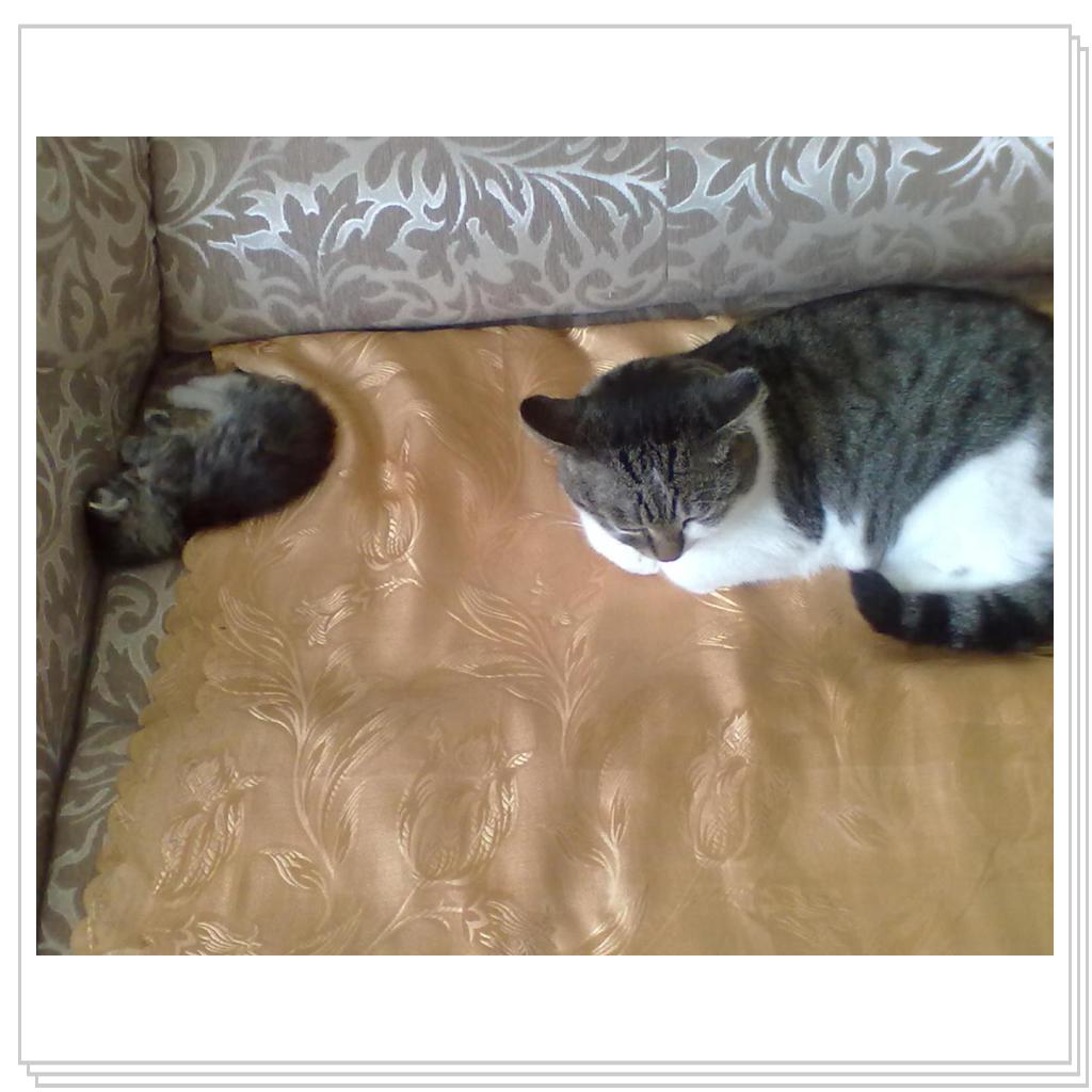 Дашенька чудо котёнок 
