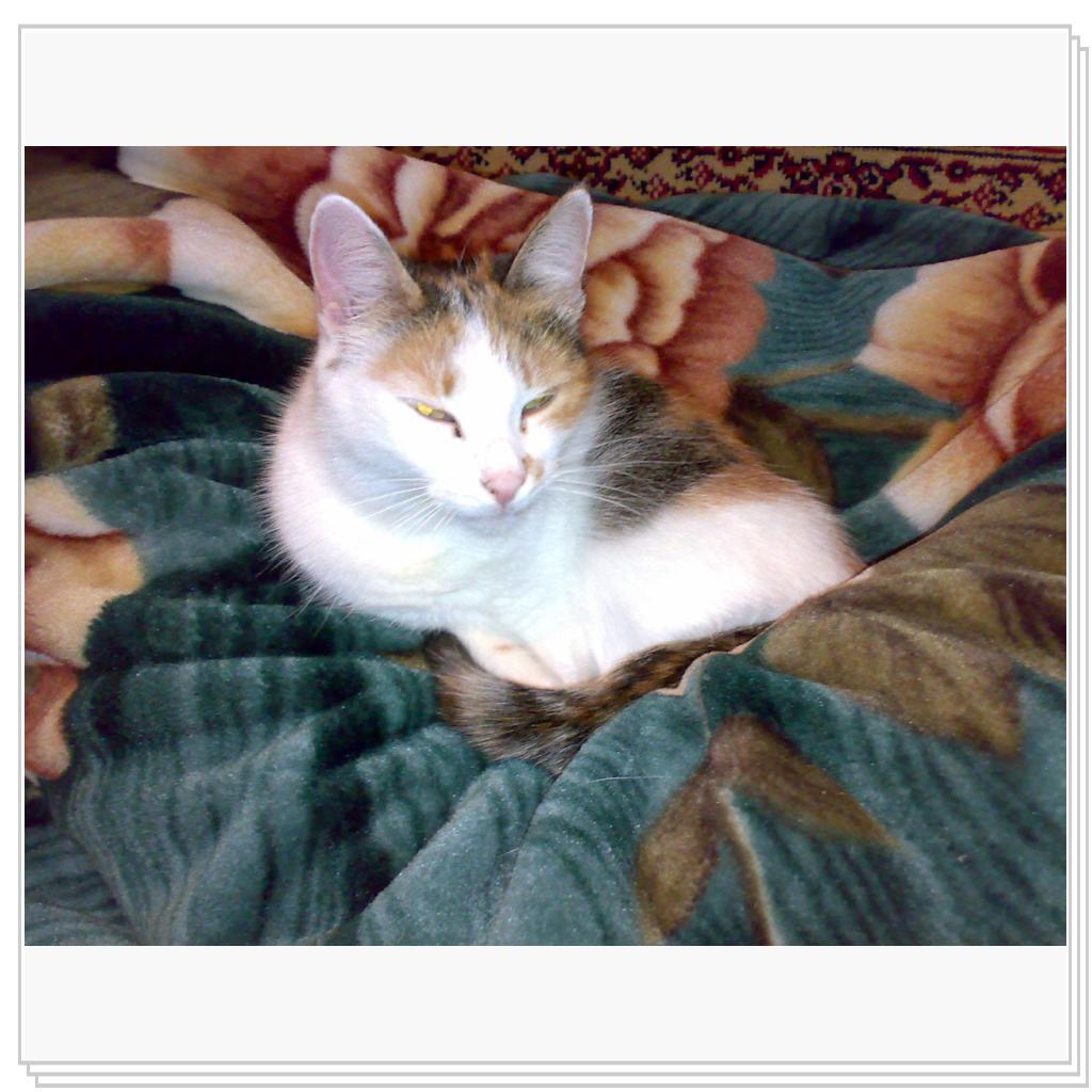 Мои питомцы