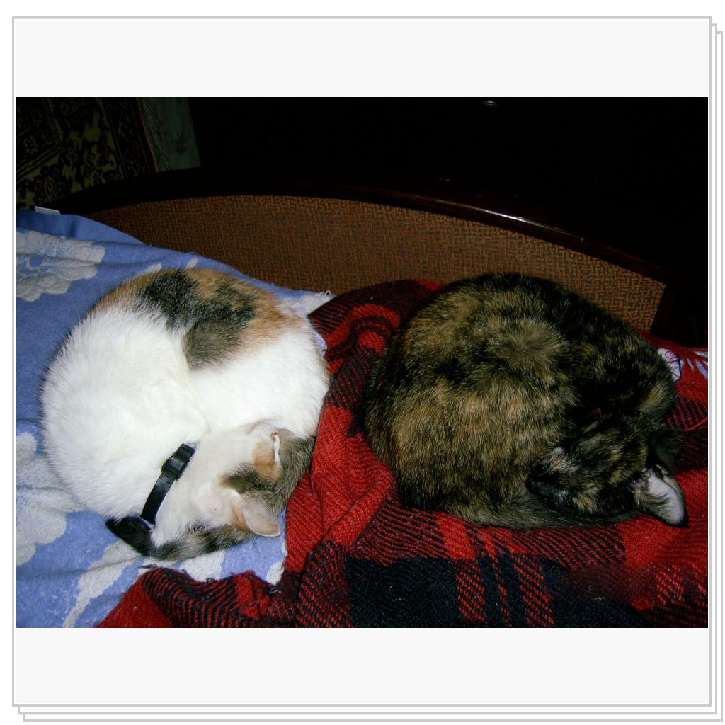 Мои питомцы