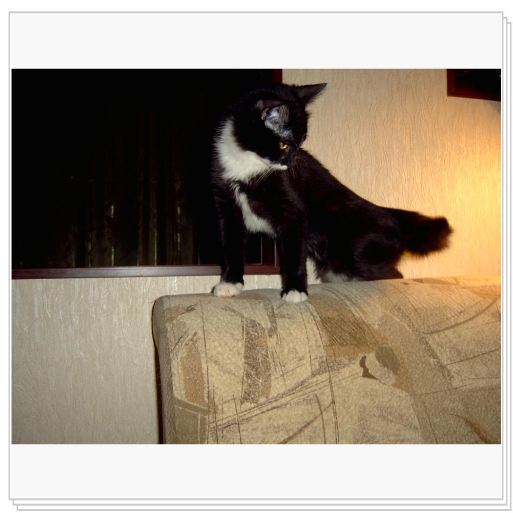 Вот таким меня подобрали на улице, зимой, почти окоченевшего