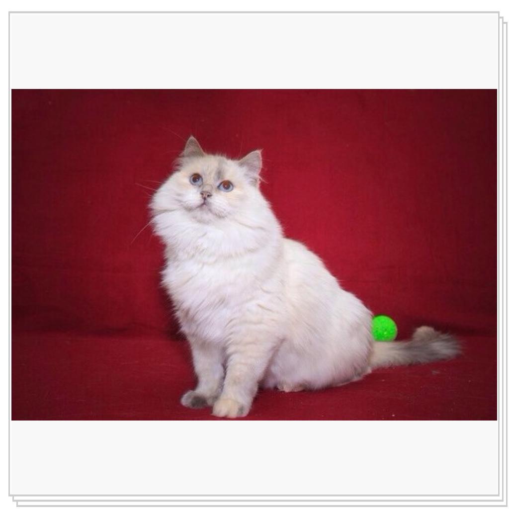 Просто кошки