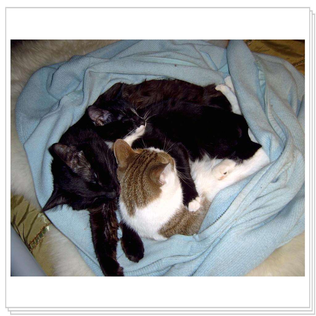 Сладко спят)))