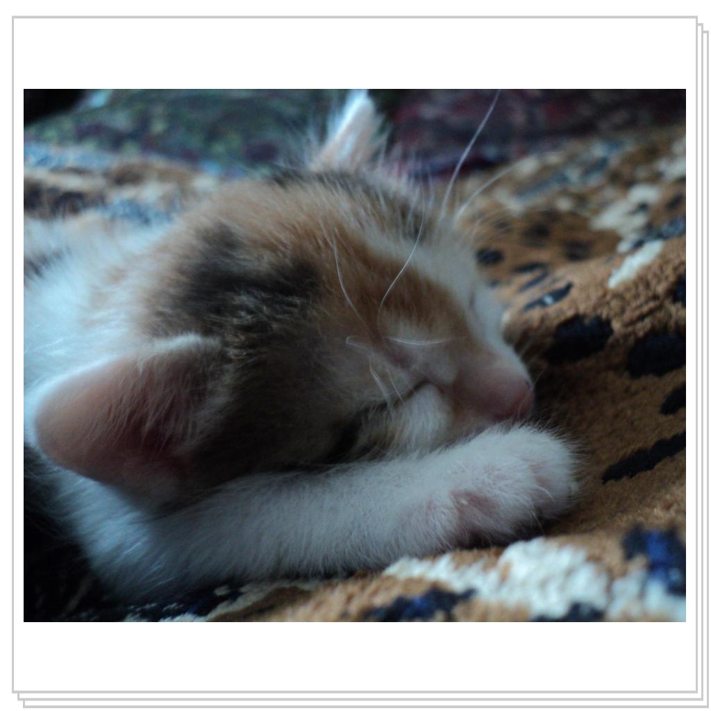 Сладкий сон