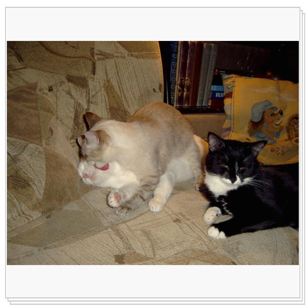 Дынча вылизывает свою приемную маму-Дася. А рядом- Джима