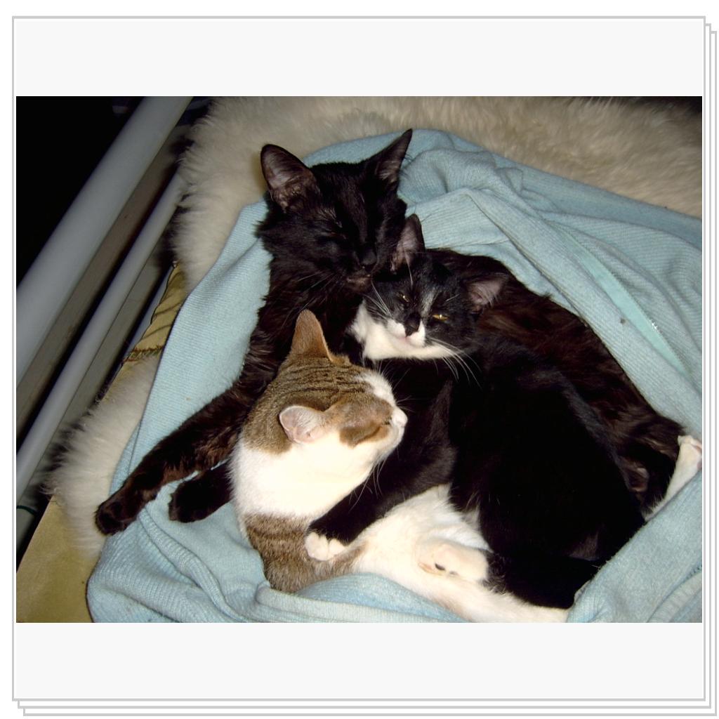 Дася, Сема, Джима. Хорошо вместе.