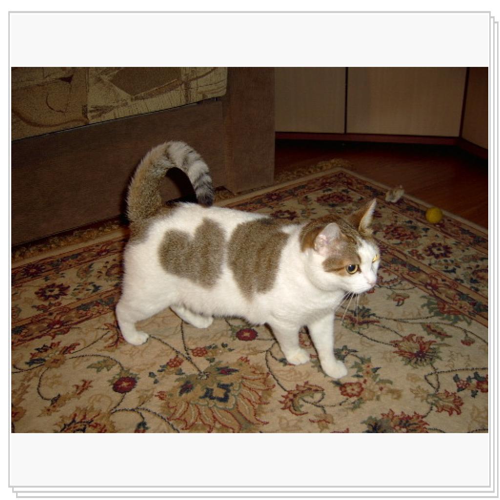 Дася- любящее сердце. Не зря у нее на боку сердечко