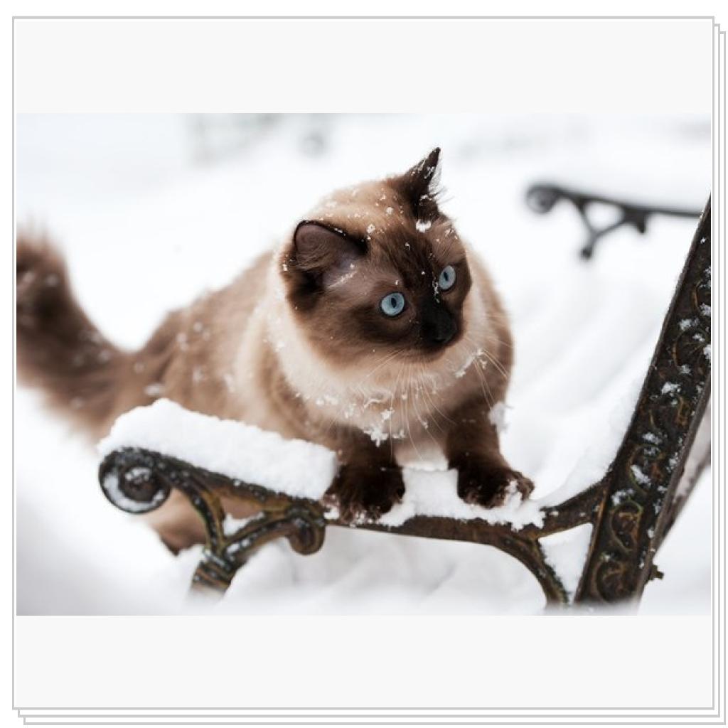 Просто кошки