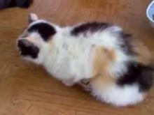 Миниатюра