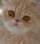 Profile picture for user 200800persik