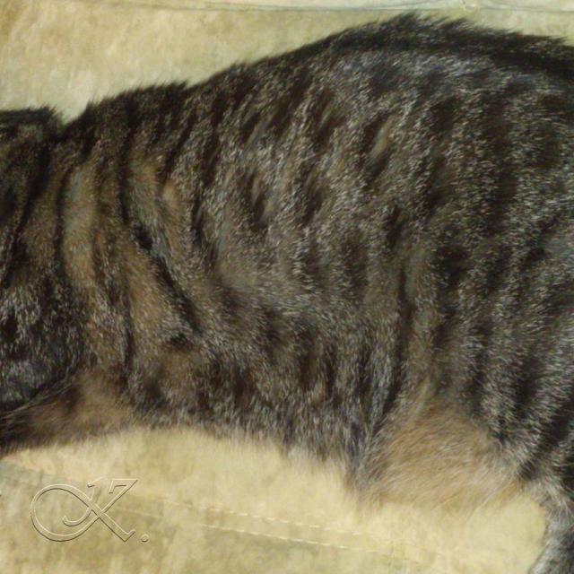 Шотландская кошка. Мила