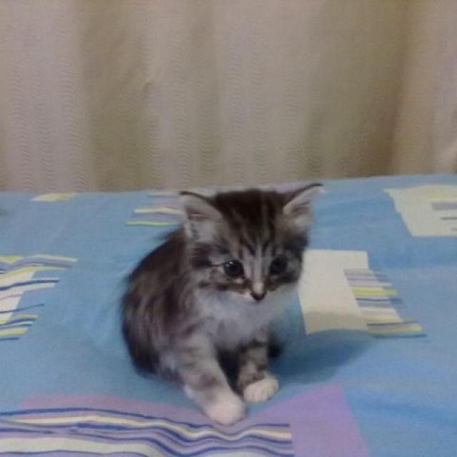 Дашенька чудо котёнок