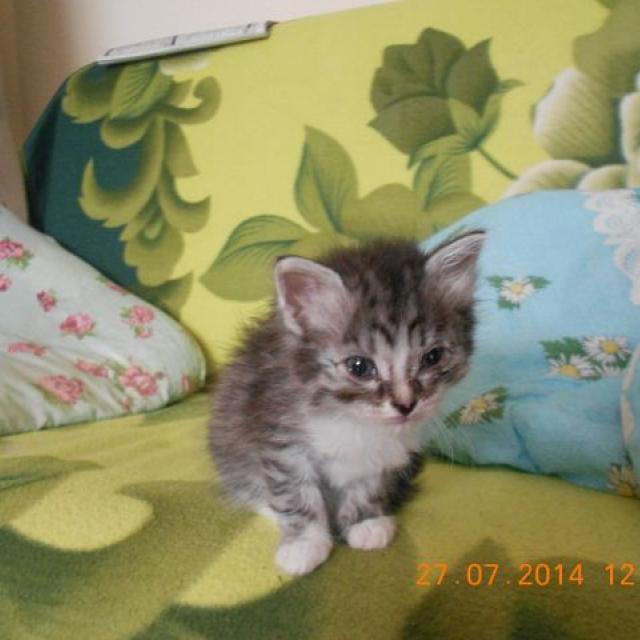 Дашенька чудо котёнок