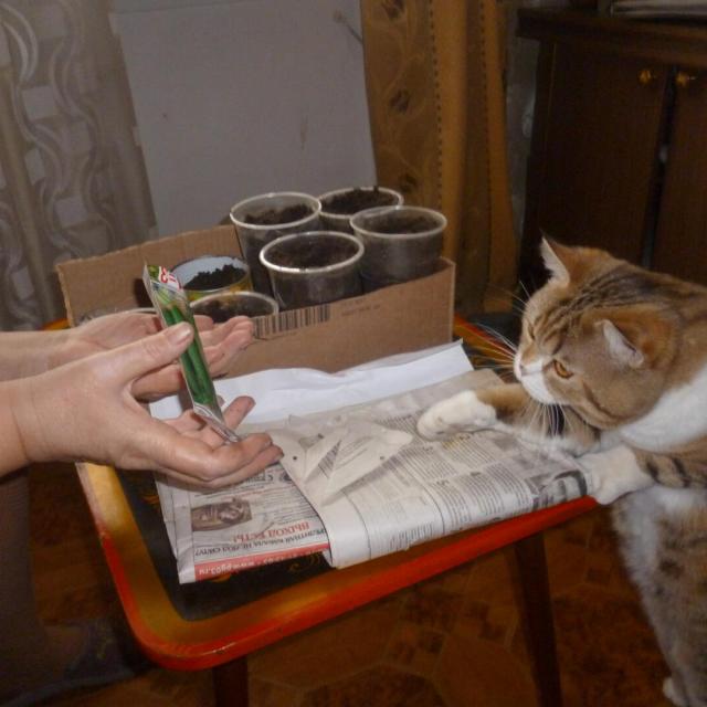 Помощник. Выбираю семена