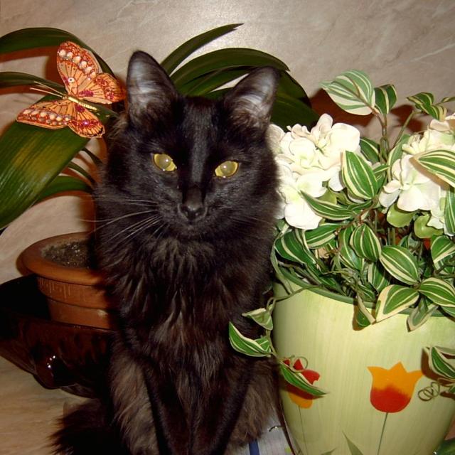 Красивому коту- красивое окружение!!!