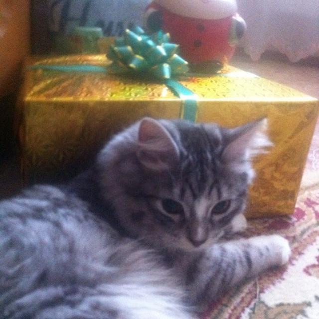 С Новым Годом мяууу